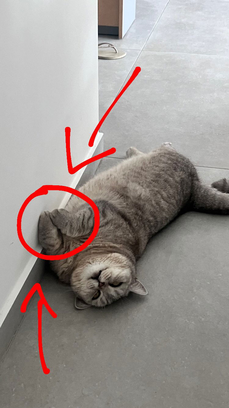 elianachetrit instagram image archive image