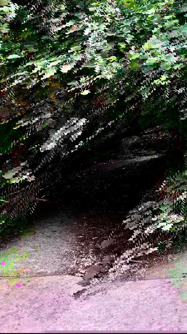 elianachetrit image ~ Altpins