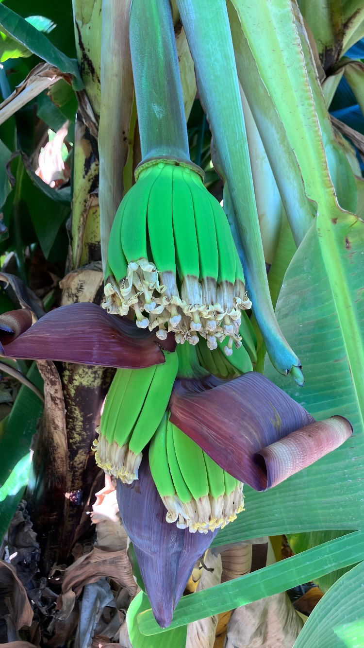 elianachetrit instagram image archive image