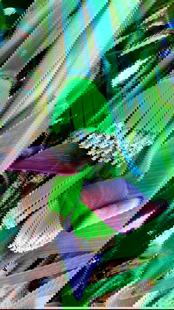 elianachetrit image ~ Altpins