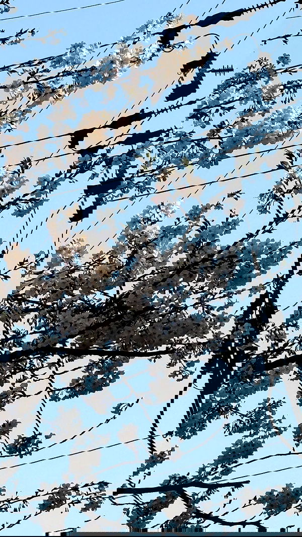 eliya.ho eliya.ho archive image