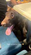 ellauk Altpins Profile Picture