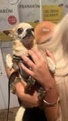 ellauk Altpins Profile Picture