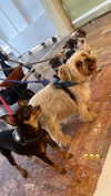 ellauk Altpins Profile Picture