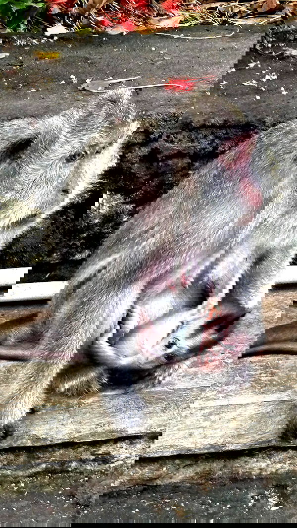 ellie.coldwell image ~ Altpins