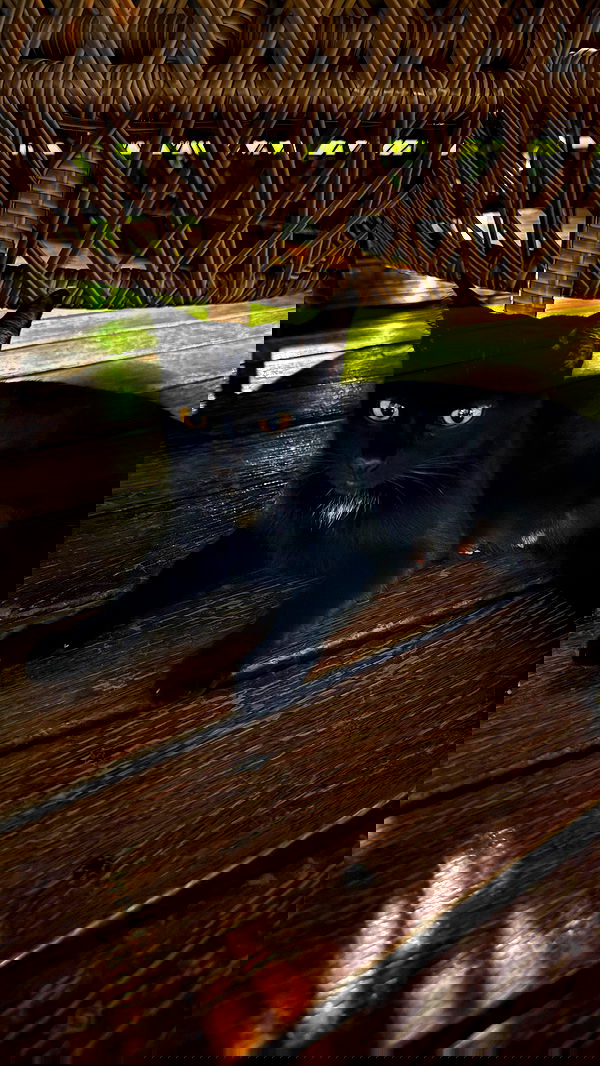 ellie.coldwell image ~ Altpins