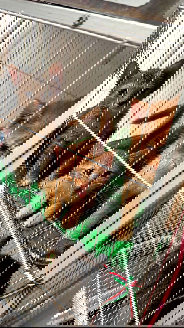 ellie.coldwell image ~ Altpins