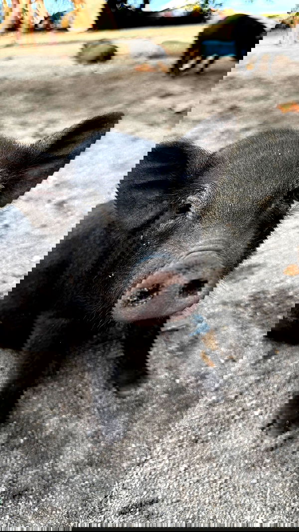 ellie.coldwell image ~ Altpins