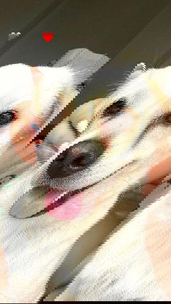 ellie.coldwell image ~ Altpins