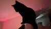 elliemvvnn Altpins Profile Picture