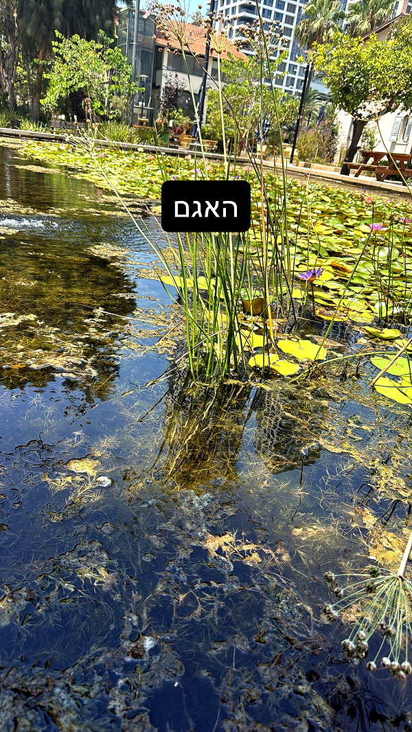 elohim_adirim instagram image archive image