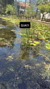 elohim_adirim Altpins Profile Picture
