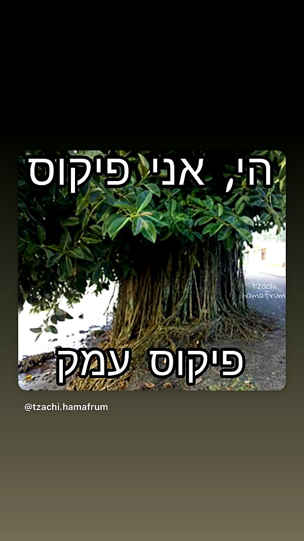 elohim_adirim instagram image archive image