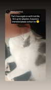 elohim_adirim Altpins Profile Picture