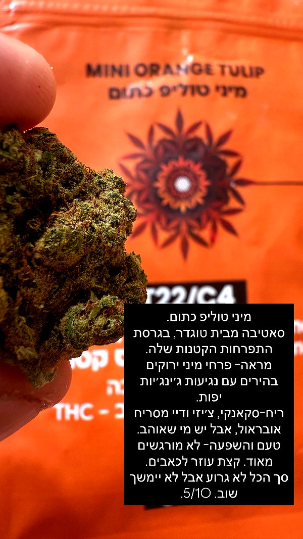 elohim_adirim instagram image archive image