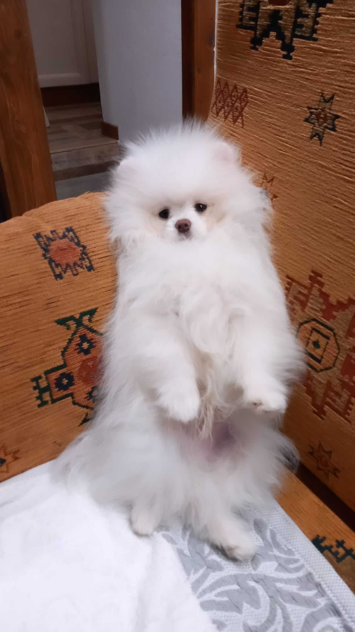 elsgatti instagram image archive image