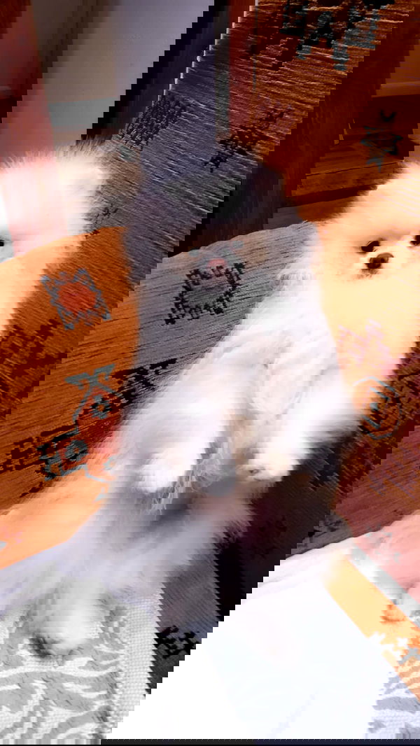 elsgatti image ~ Altpins