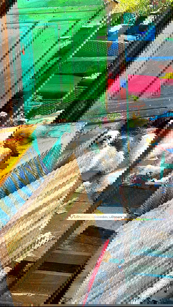 elsgatti image ~ Altpins