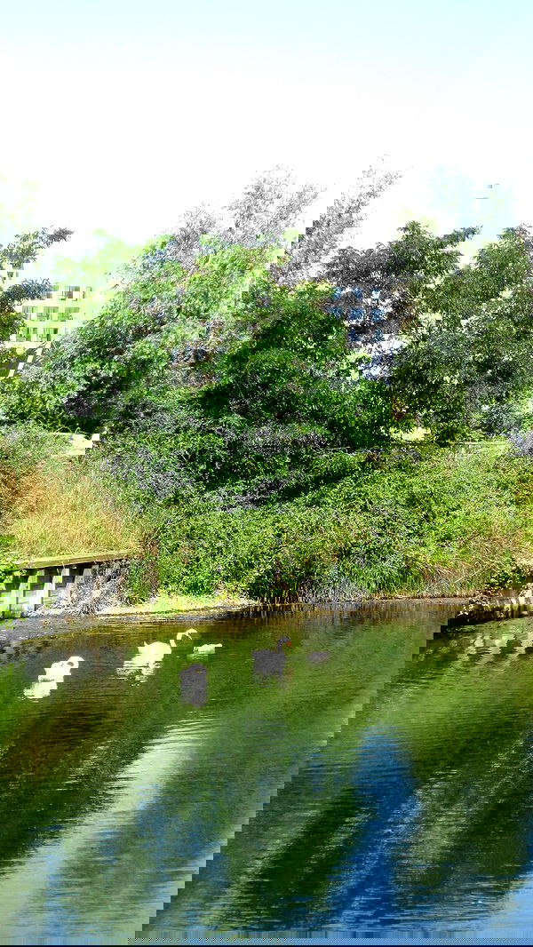 elsgatti image ~ Altpins