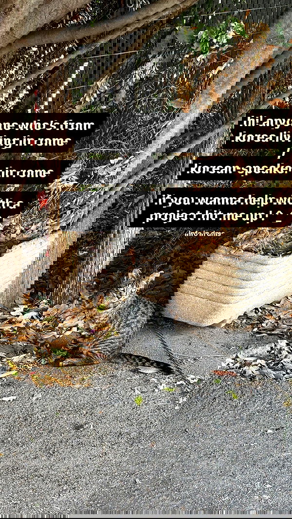 elsgatti image ~ Altpins