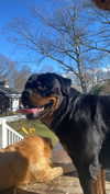emelyeender Altpins Profile Picture