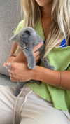 emelyeender Altpins Profile Picture