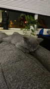 emelyeender Altpins Profile Picture