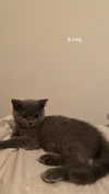 emelyeender Altpins Profile Picture
