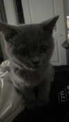 emelyeender Altpins Profile Picture