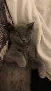 emelyeender Altpins Profile Picture