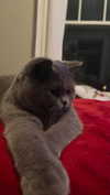 emelyeender Altpins Profile Picture
