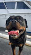 emelyeender Altpins Profile Picture