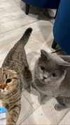 emelyeender Altpins Profile Picture