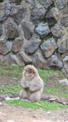 emelyeender Altpins Profile Picture