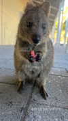 emelyeender Altpins Profile Picture