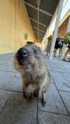 emelyeender Altpins Profile Picture