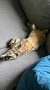 emelyeender Altpins Profile Picture