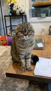 emelyeender Altpins Profile Picture