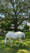 emelyeender Altpins Profile Picture