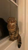 emelyeender Altpins Profile Picture