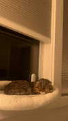 emelyeender Altpins Profile Picture