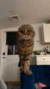 emelyeender Altpins Profile Picture