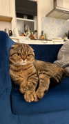 emelyeender Altpins Profile Picture