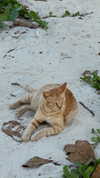 emelyeender Altpins Profile Picture