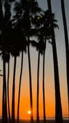 emelyeender Altpins Profile Picture