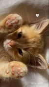 emiliaaa.sfr Altpins Profile Picture