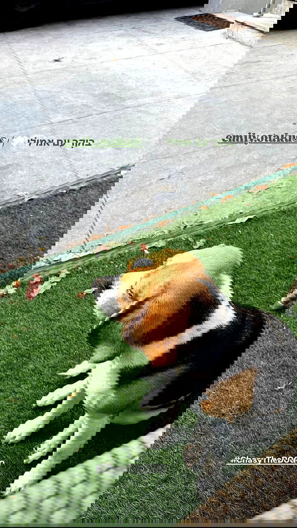 emily.otaku emily.otaku archive image