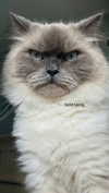 emmmarshalll Altpins Profile Picture