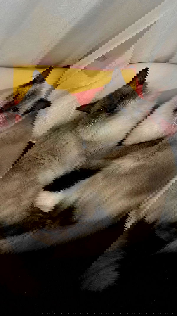 emxllouise2 image ~ Altpins