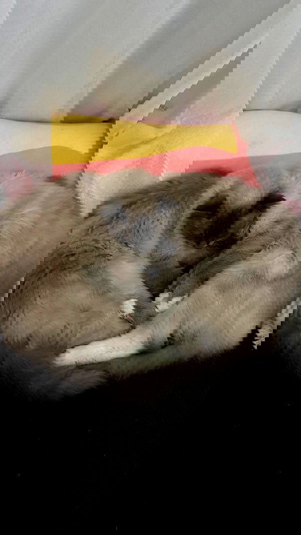 emxllouise2 image ~ Altpins